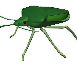 Stink bug