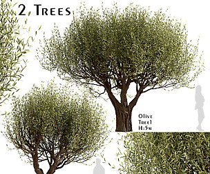 Set of Olive Trees (Olea Europaea) (2 Trees)