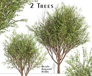 Set of Betula Ermanii Trees (Ermans Birch)