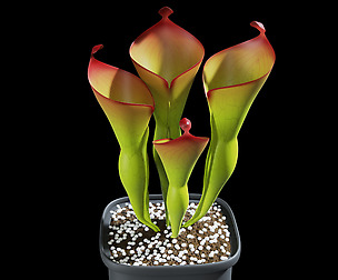 Sun pitchers