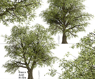 Green Ash Tree (Fraxinus Pennsylvanica) (1 Tree)