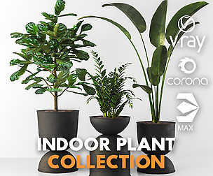 Indoor plant