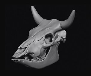 Cattle Skull 3D model