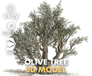 Olive Tree