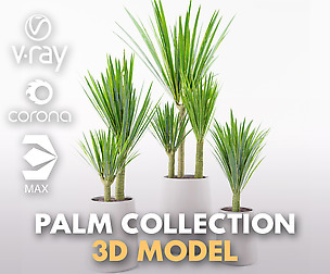 Palm