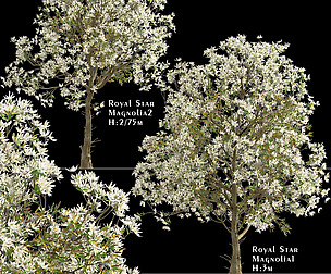 Set of Royal Star Magnolia Trees ( Stellata )