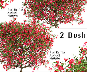 Set of Red Ruffle Azalea Bushes (Rhododendron)