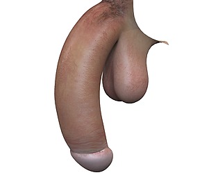 Realistic Man Penis