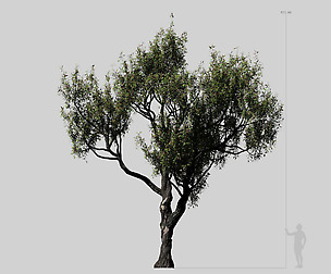 American Chestnut Tree 001 - Castanea Dentata