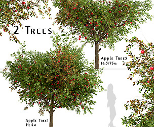 Set of Apple Trees (Malus domestica) (2 Trees)