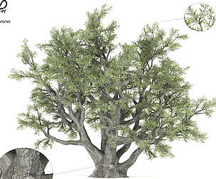 old olive tree