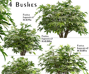 Set of Fatsia japonica bushes (Japanese aralia)