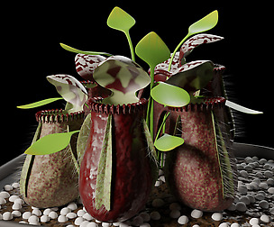 Cephalotus follicularis
