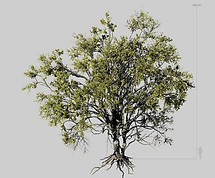 American Elm Tree 001 - Ulmus americana