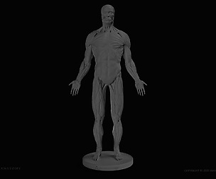 Male Anatomy Figure