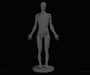 Female Anatomy Figure
