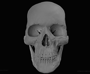 HD Female Skull