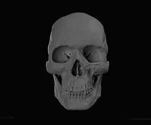 HD Male Skull