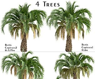 Set of Butia Capitata trees (Palmier jeleu)