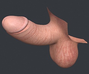 Small Erect Penis