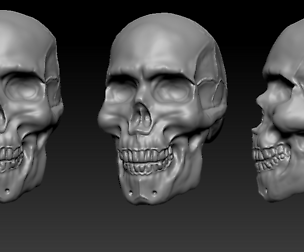 Skull Anatomy