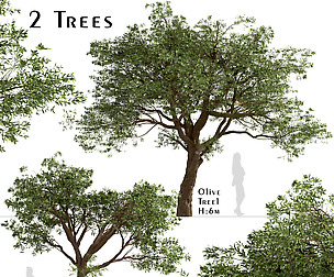 Set of Olive Trees (Olea Europaea) (2 Trees)