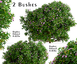 Set of Daphne Odora Bushes (Winter daphne)