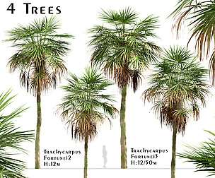 Set of Trachycarpus Fortunei Palm trees (Chusan)