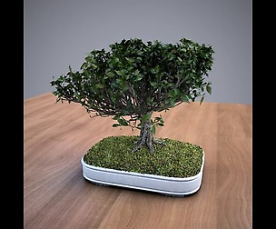American Elm Bonsai Tree 001 - Ulmus americana