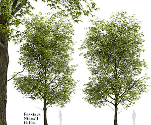 Black Ash Tree (Fraxinus Nigra) (1 Tree)