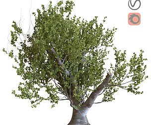 tree set 23