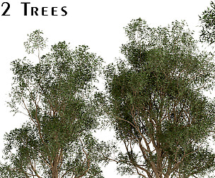 Set of Eucalyptus Globulus Trees (Blue gum)