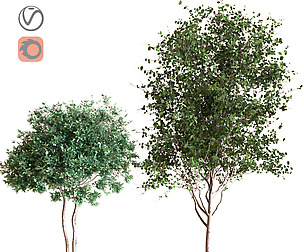 plants tree set 029