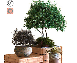 plants tree in box set 030