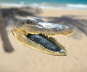 0001-07_Alligator
