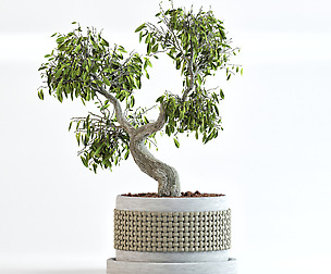 Clove bonsai