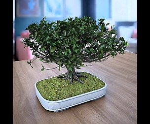 Wind Animated - American Elm Bonsai 001