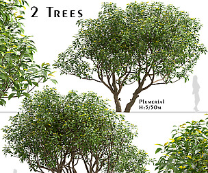 Set of Plumeria Trees (Frangipani) (2 Trees)