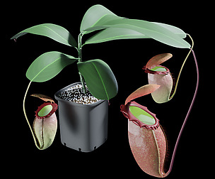 Nepenthes rajah