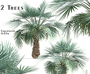 Set of Copernicia Palm Trees (Carnaubeira)