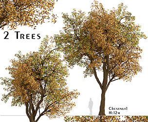 Set of Chestnut Trees (Castanea) (2 Trees)