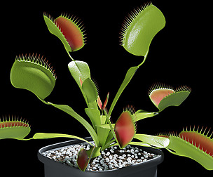 Venus flytrap