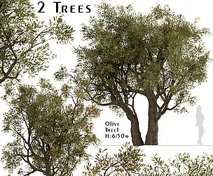 Set of Olive Trees (Olea Europaea) (2 Trees)