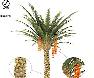 palm tree