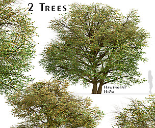 Set of Hawthorn Trees (Crataegus) (2 Trees)