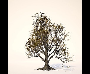American Hornbeam Tree 001 - Carpinus caroliniana