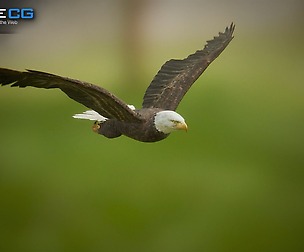 Bald Eagle v3 - Unity