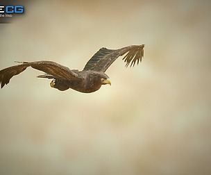 Golden Eagle v3 - Unity