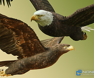 Eagles Pack v3 - Unity