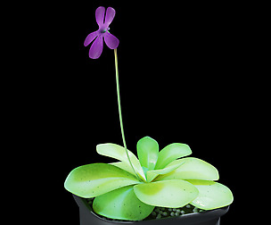 Butterwort